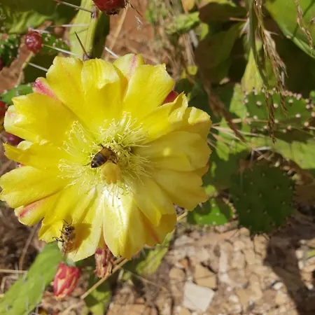 Semesterbostad Ca' Regia Raganella Sciacca