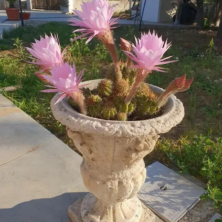 Ca' Regia Raganella * Sciacca