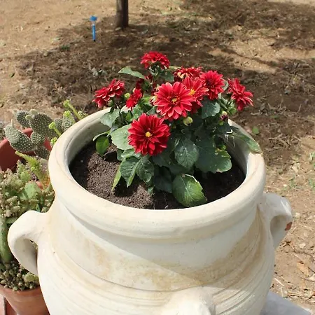 Ca' Regia Raganella