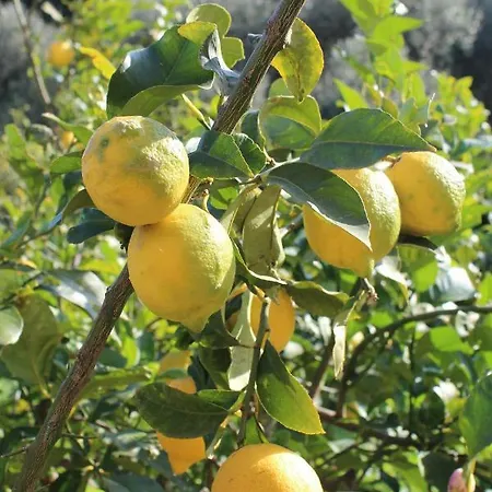 Ca' Regia Raganella *